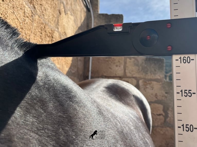Menorquiner Stute 8 Jahre 160 cm Rappe in Menorca