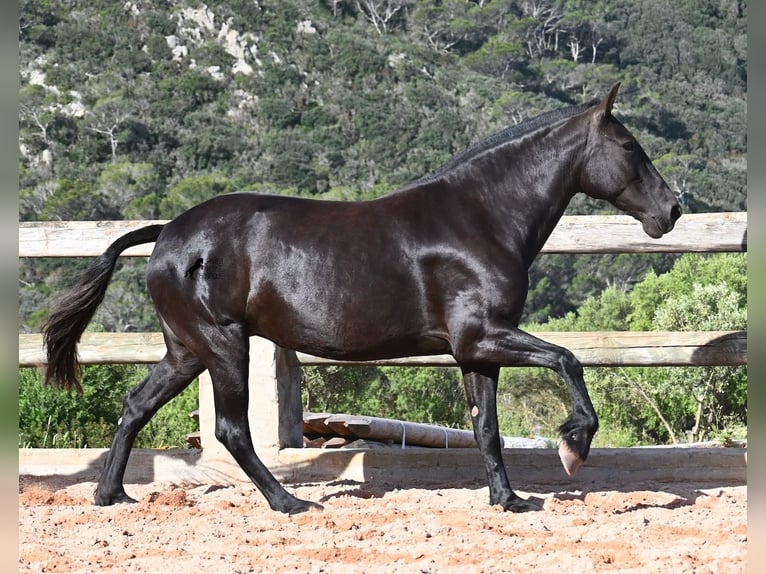 Menorquiner Stute 8 Jahre 160 cm Rappe in Menorca
