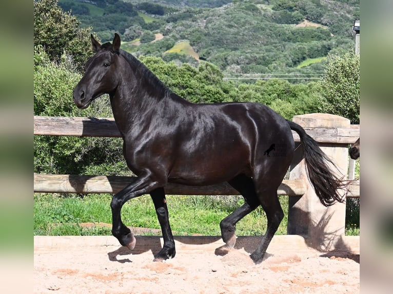 Menorquiner Stute 8 Jahre 160 cm Rappe in Menorca