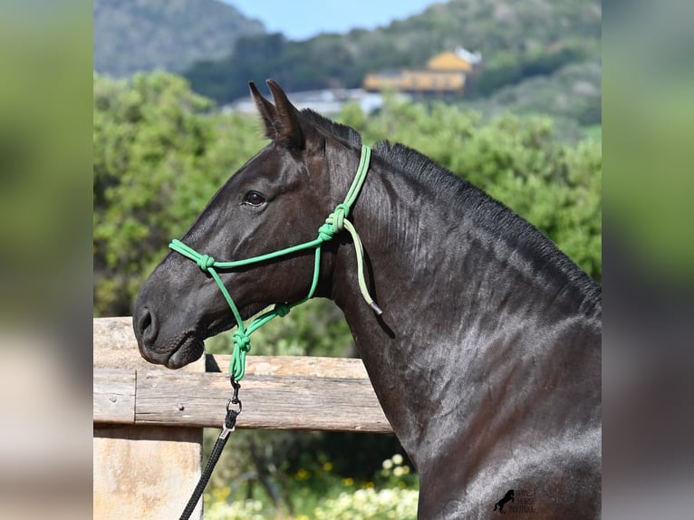 Menorquiner Stute 8 Jahre 160 cm Rappe in Menorca