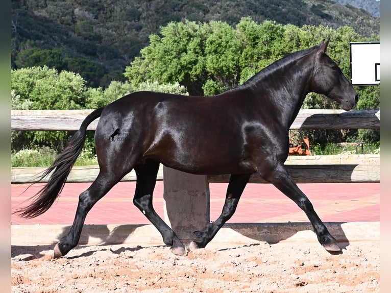 Menorquiner Stute 8 Jahre 160 cm Rappe in Menorca