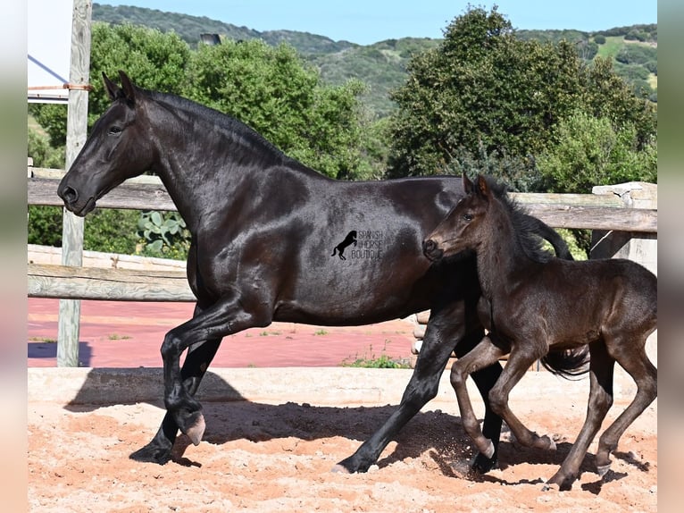 Menorquiner Stute 8 Jahre 160 cm Rappe in Menorca