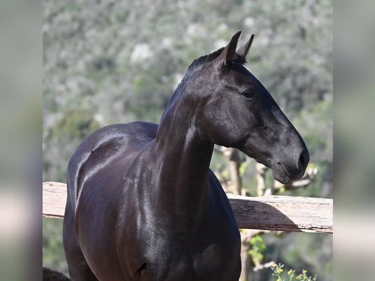 Menorquiner Stute 8 Jahre 160 cm Rappe in Menorca