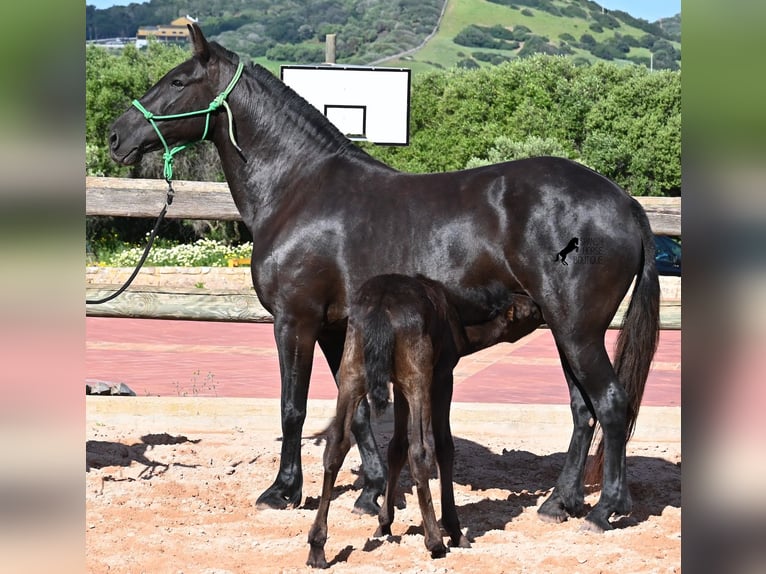 Menorquiner Stute 8 Jahre 160 cm Rappe in Menorca