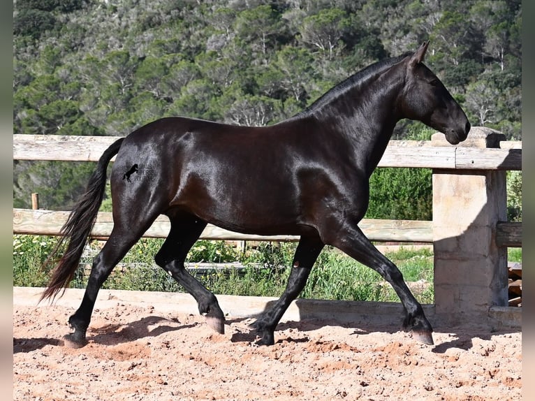 Menorquiner Stute 8 Jahre 160 cm Rappe in Menorca
