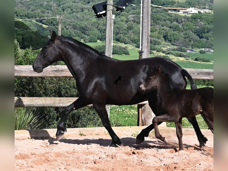 Menorquiner Stute 8 Jahre 160 cm Rappe in Menorca