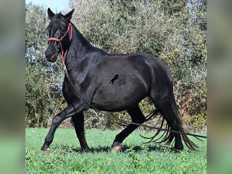 Menorquiner Stute 9 Jahre 154 cm Rappe in Menorca