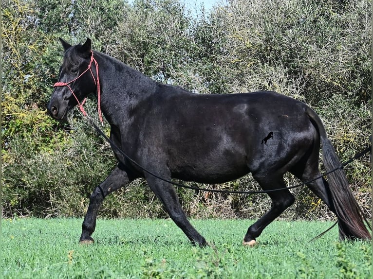Menorquiner Stute 9 Jahre 154 cm Rappe in Menorca
