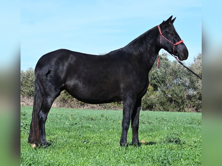 Menorquiner Stute 9 Jahre 154 cm Rappe in Menorca