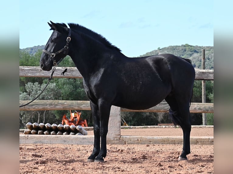 Menorquiner Stute 9 Jahre 156 cm Rappe in Menorca