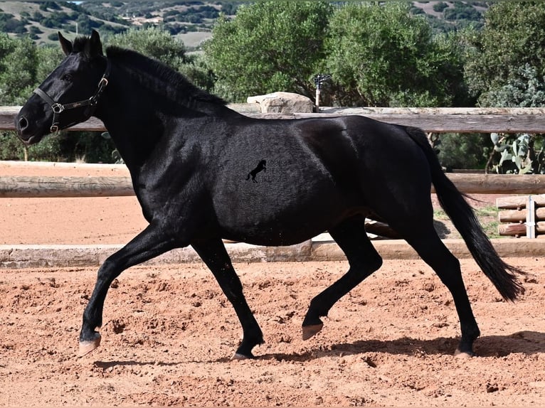Menorquiner Stute 9 Jahre 156 cm Rappe in Menorca
