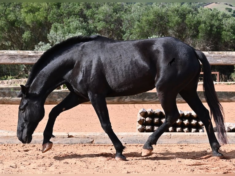 Menorquiner Stute 9 Jahre 160 cm Rappe in Menorca