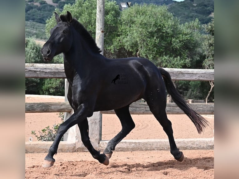 Menorquiner Stute 9 Jahre 160 cm Rappe in Menorca
