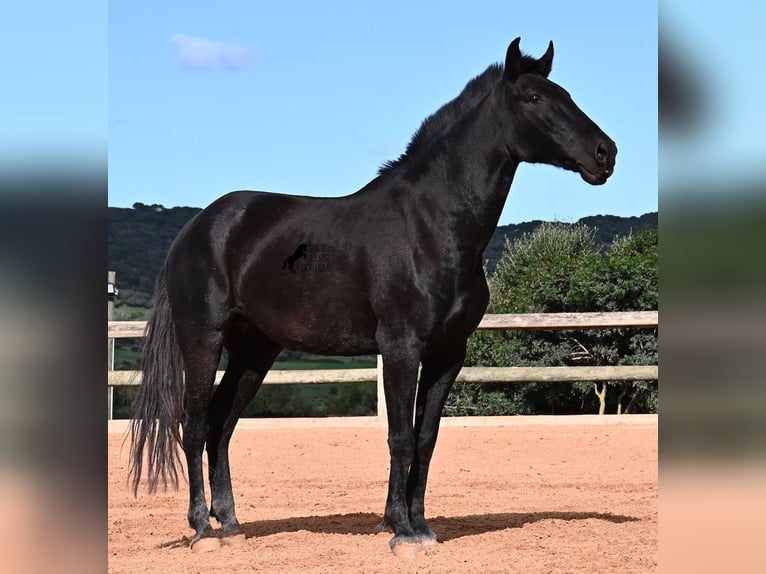Menorquiner Stute 9 Jahre 160 cm Rappe in Menorca