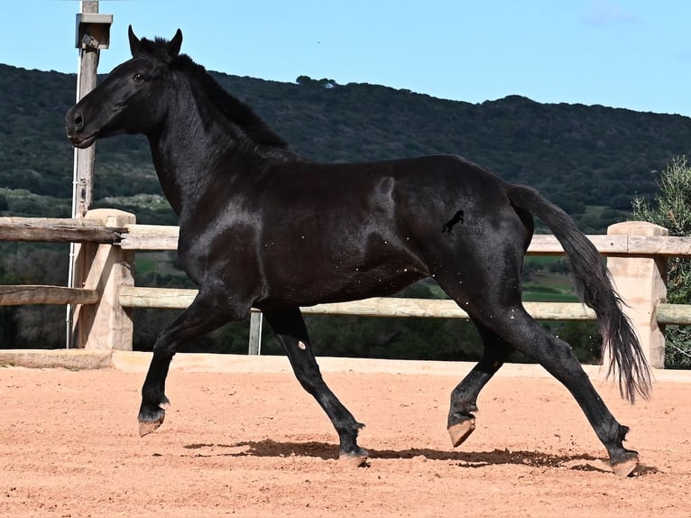 Menorquiner Stute 9 Jahre 160 cm Rappe in Menorca