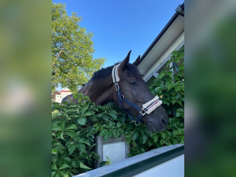 Menorquiner Stute 9 Jahre 167 cm Schwarzbrauner in Bludesch