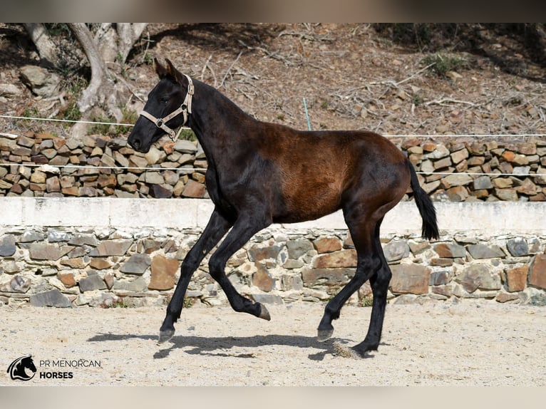 Menorquiner Stute Fohlen (03/2026) 156 cm Rappe in Ciutadella De Menorca