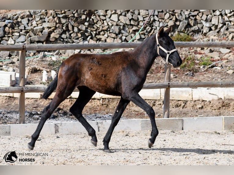 Menorquiner Stute Fohlen (03/2026) 156 cm Rappe in Ciutadella De Menorca