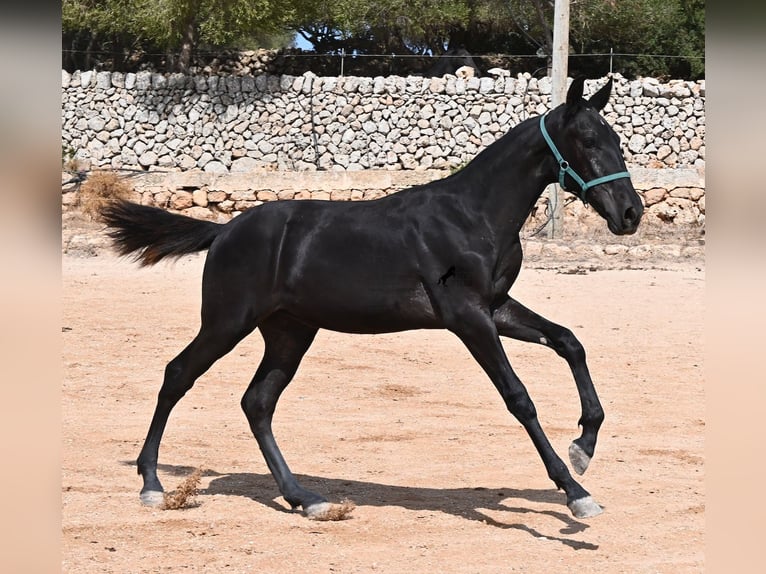 Menorquiner Stute Fohlen (01/2026) 158 cm  in Menorca