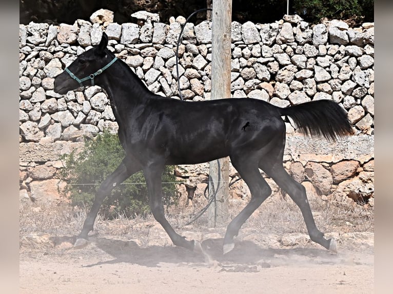 Menorquiner Stute Fohlen (01/2026) 158 cm  in Menorca