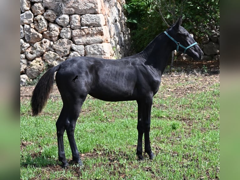 Menorquiner Stute Fohlen (01/2026) 158 cm  in Menorca