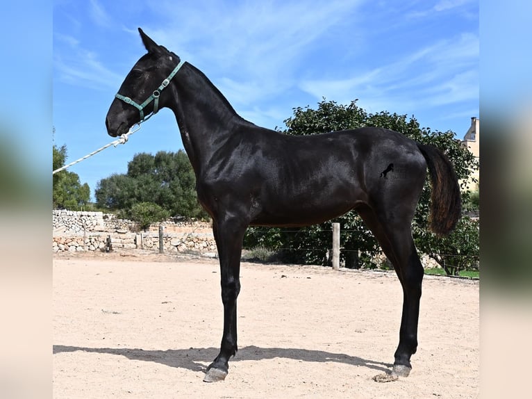 Menorquiner Stute Fohlen (01/2026) 158 cm  in Menorca
