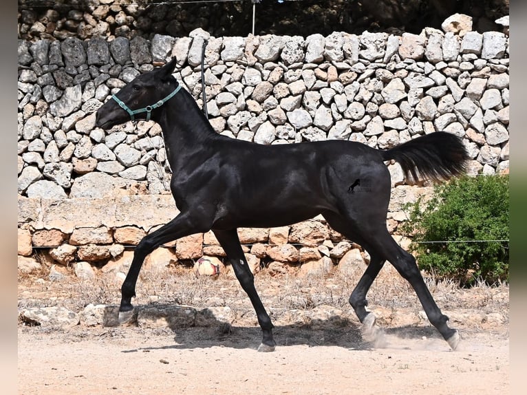 Menorquiner Stute Fohlen (01/2026) 158 cm  in Menorca