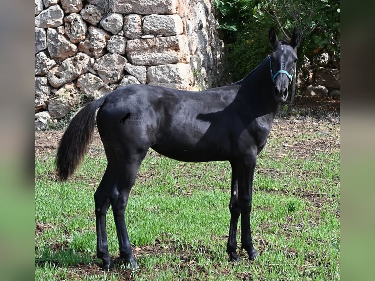 Menorquiner Stute Fohlen (01/2026) 158 cm  in Menorca