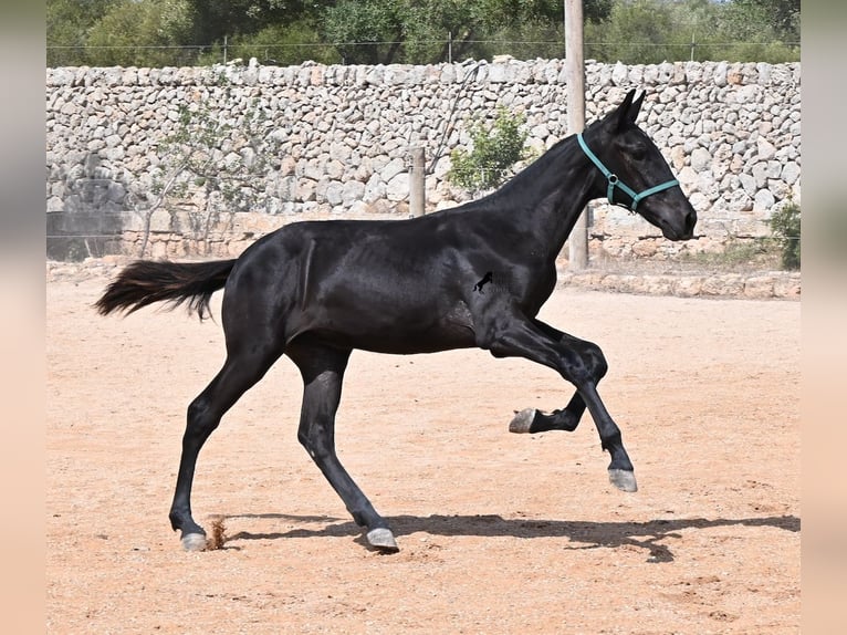 Menorquiner Stute Fohlen (01/2026) 158 cm  in Menorca