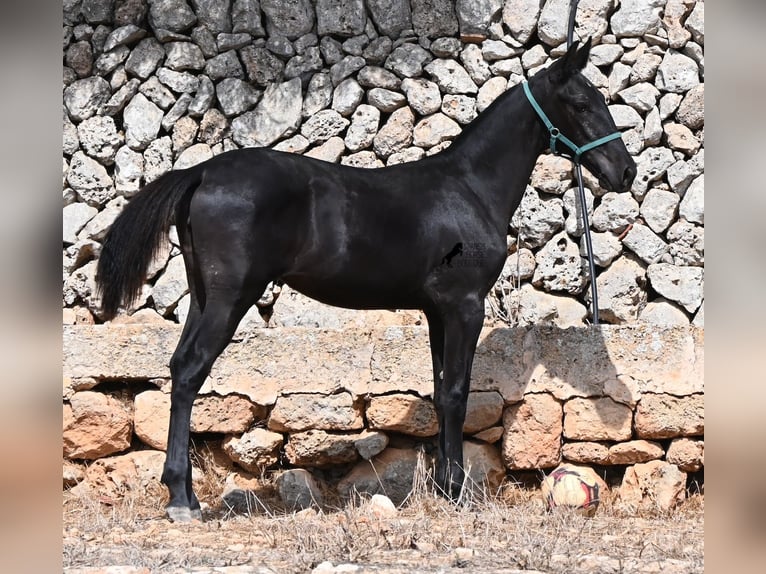 Menorquiner Stute Fohlen (01/2026) 158 cm  in Menorca