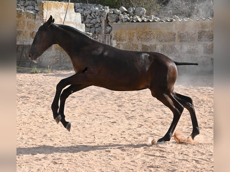 Menorquiner Stute Fohlen (03/2025) 160 cm Rappe in Menorca