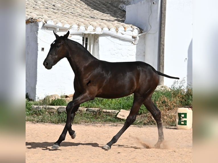 Menorquiner Stute Fohlen (03/2025) 160 cm Rappe in Menorca