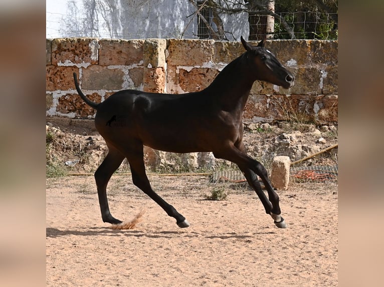 Menorquiner Stute Fohlen (03/2025) 160 cm Rappe in Menorca
