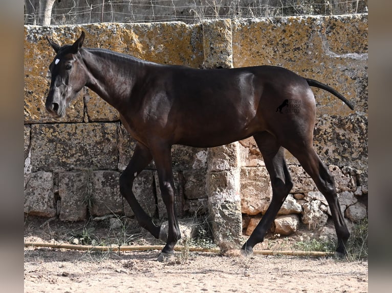 Menorquiner Stute Fohlen (03/2025) 160 cm Rappe in Menorca