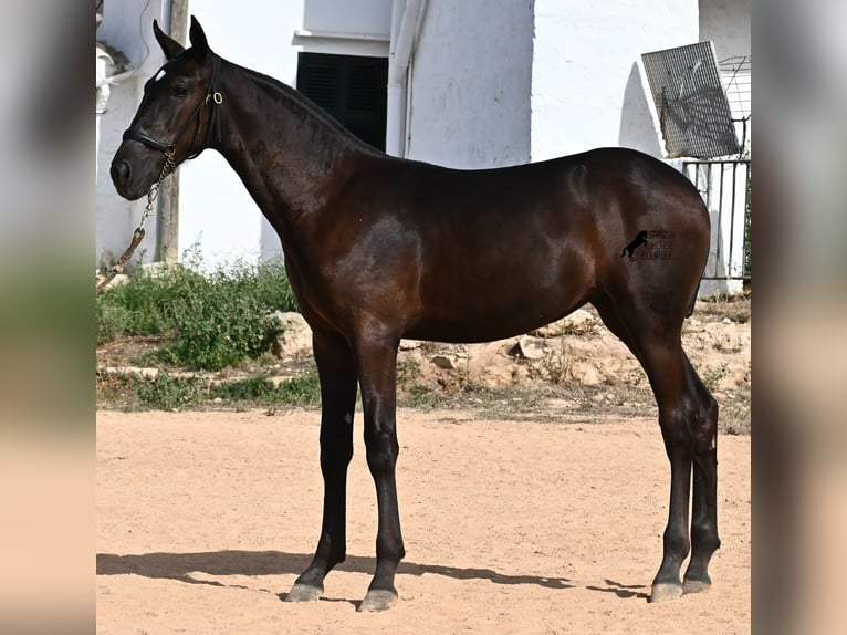 Menorquiner Stute Fohlen (03/2025) 160 cm Rappe in Menorca