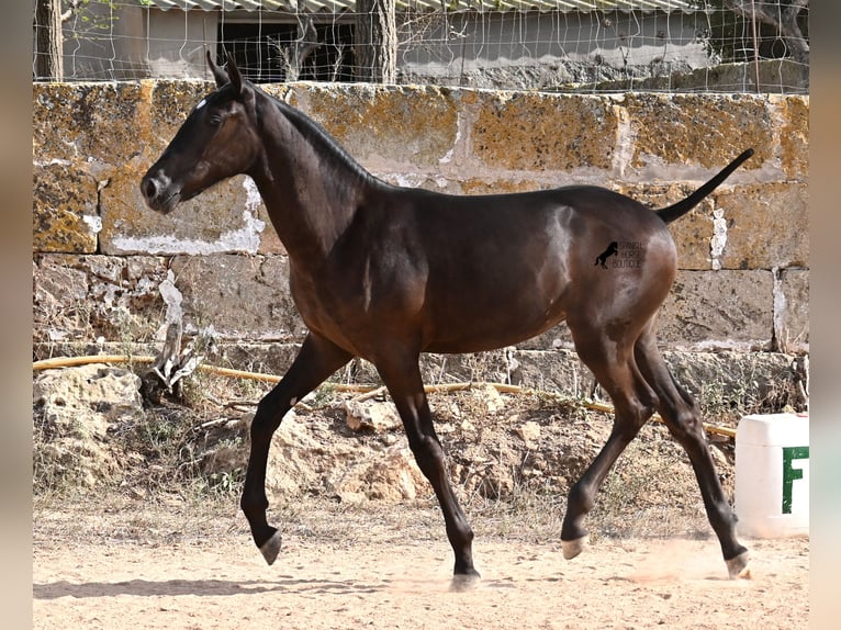 Menorquiner Stute Fohlen (03/2025) 160 cm Rappe in Menorca