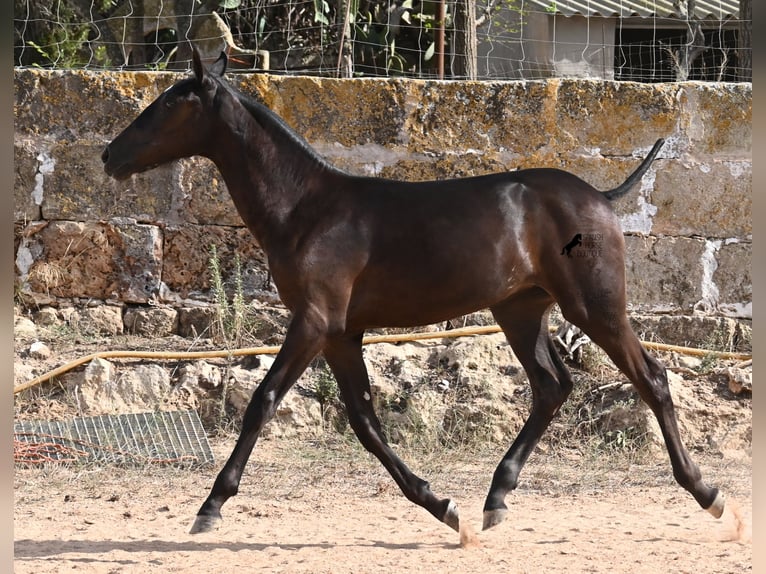 Menorquiner Stute Fohlen (03/2025) 160 cm Rappe in Menorca