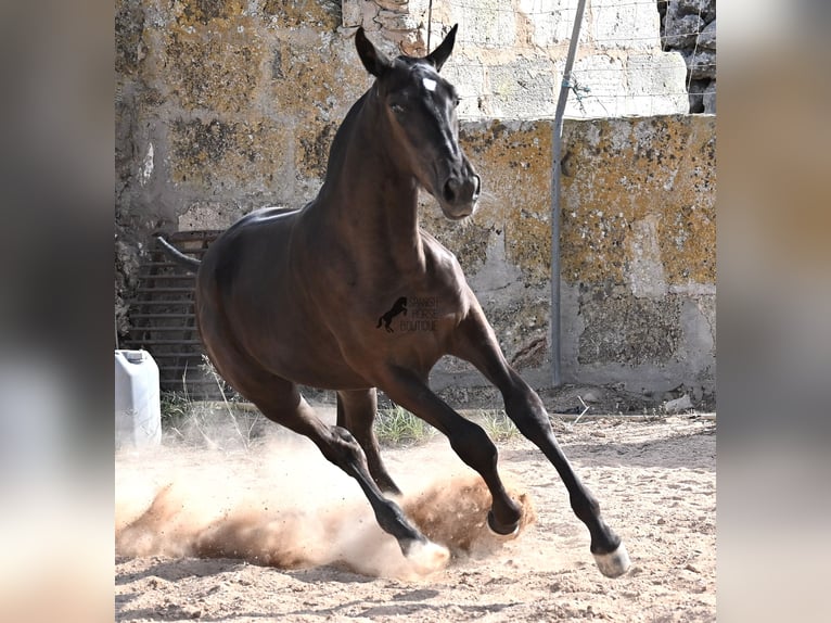 Menorquiner Stute Fohlen (03/2025) 160 cm Rappe in Menorca