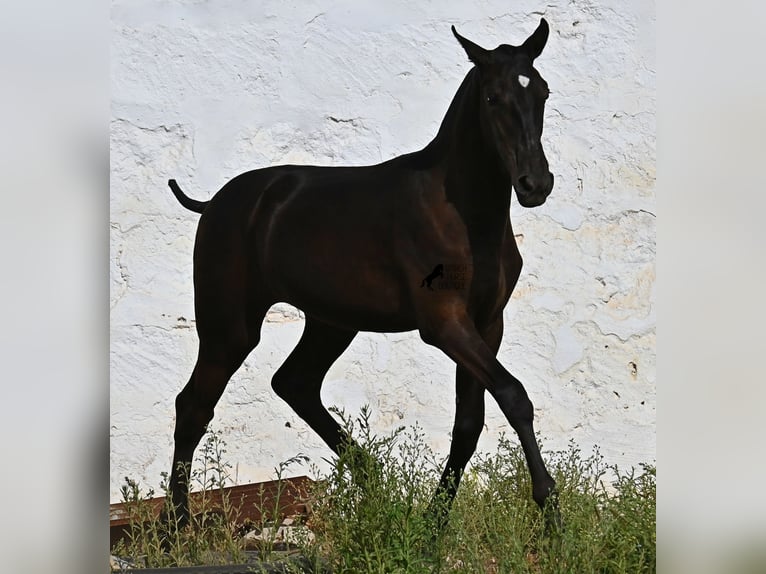 Menorquiner Stute Fohlen (03/2025) 160 cm Rappe in Menorca