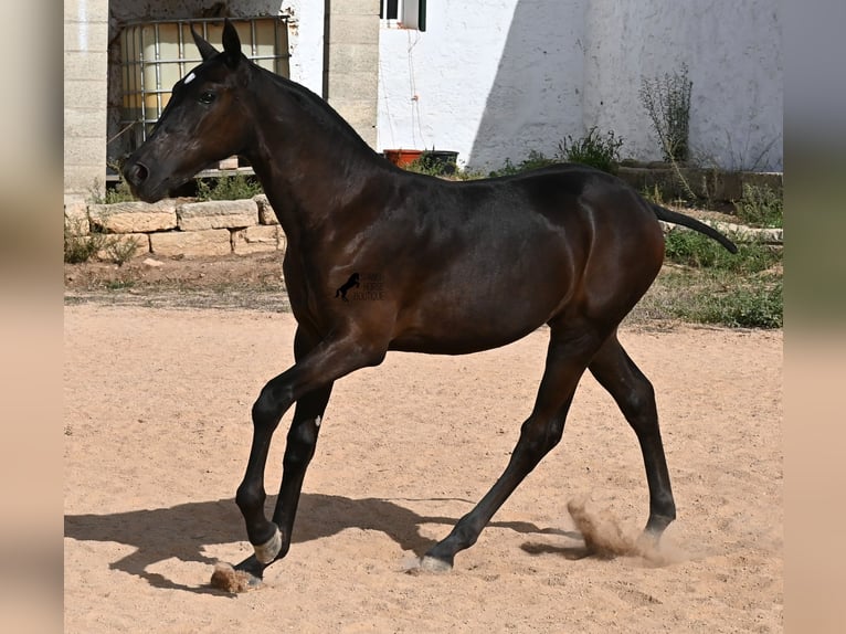 Menorquiner Stute Fohlen (03/2025) 160 cm Rappe in Menorca