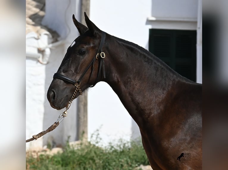 Menorquiner Stute Fohlen (03/2025) 160 cm Rappe in Menorca