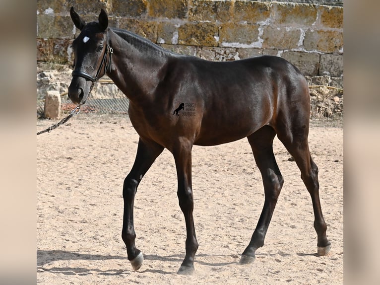 Menorquiner Stute Fohlen (03/2025) 160 cm Rappe in Menorca