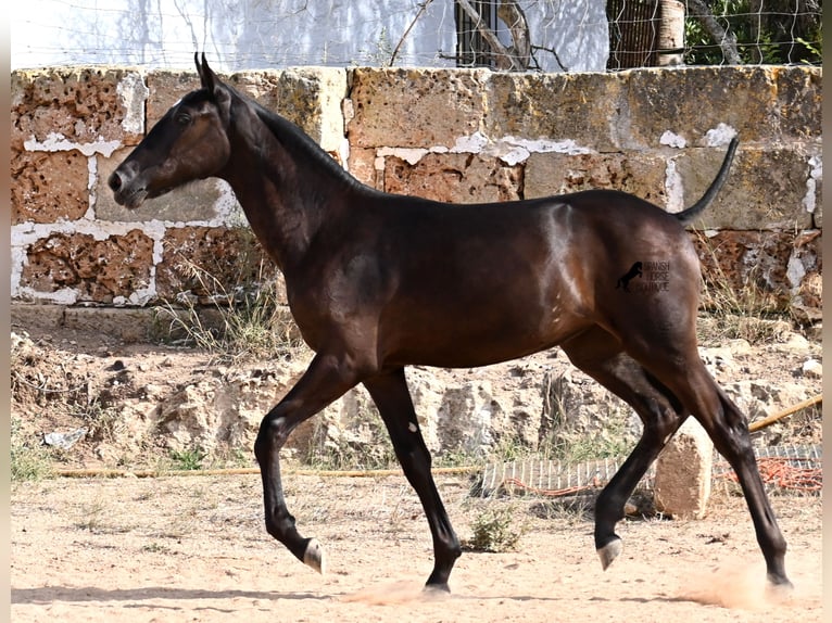 Menorquiner Stute Fohlen (03/2025) 160 cm Rappe in Menorca