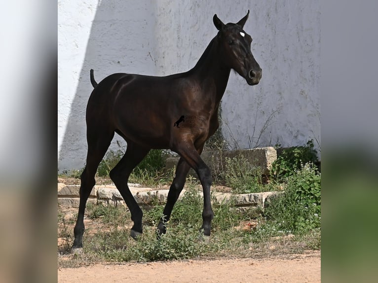 Menorquiner Stute Fohlen (03/2025) 160 cm Rappe in Menorca
