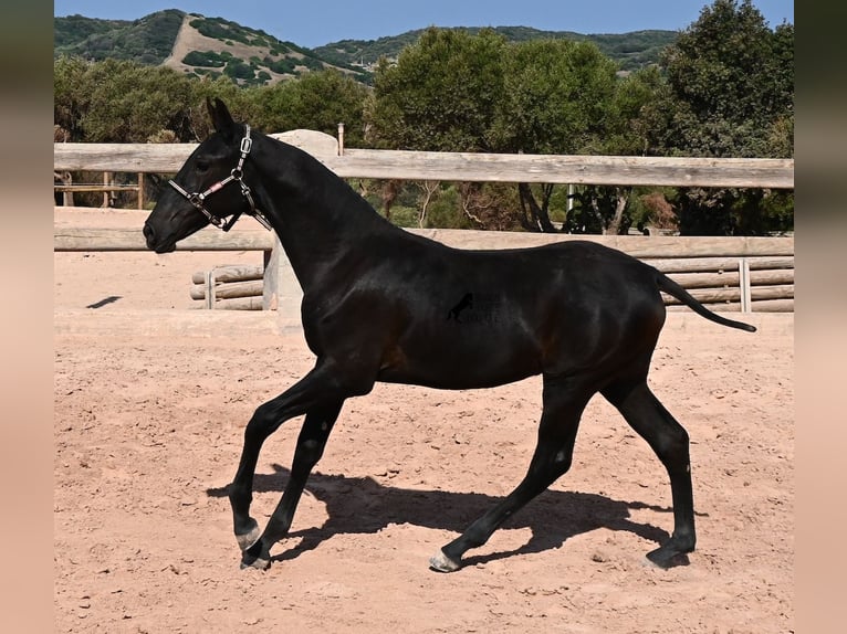 Menorquiner Stute Fohlen (02/2026) 160 cm Rappe in Menorca