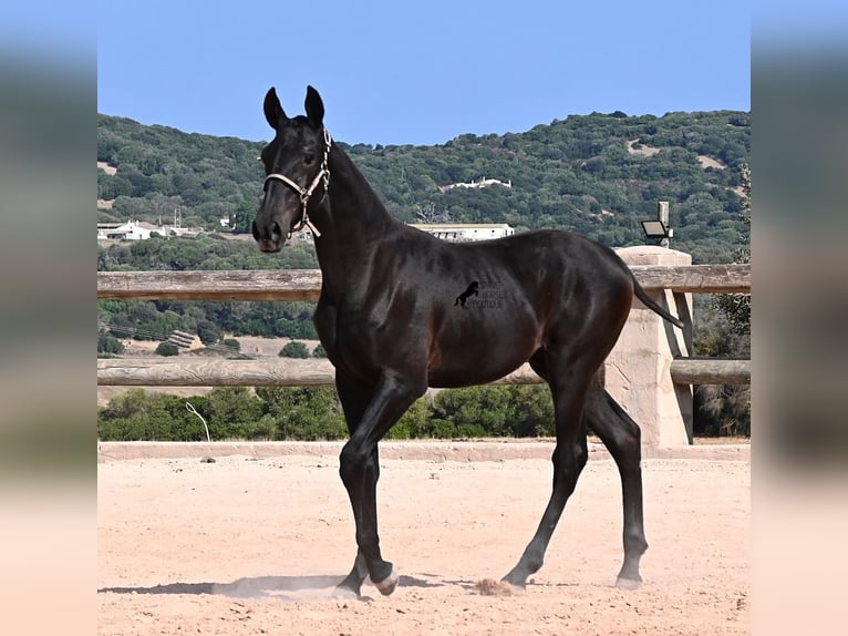 Menorquiner Stute Fohlen (02/2026) 160 cm Rappe in Menorca