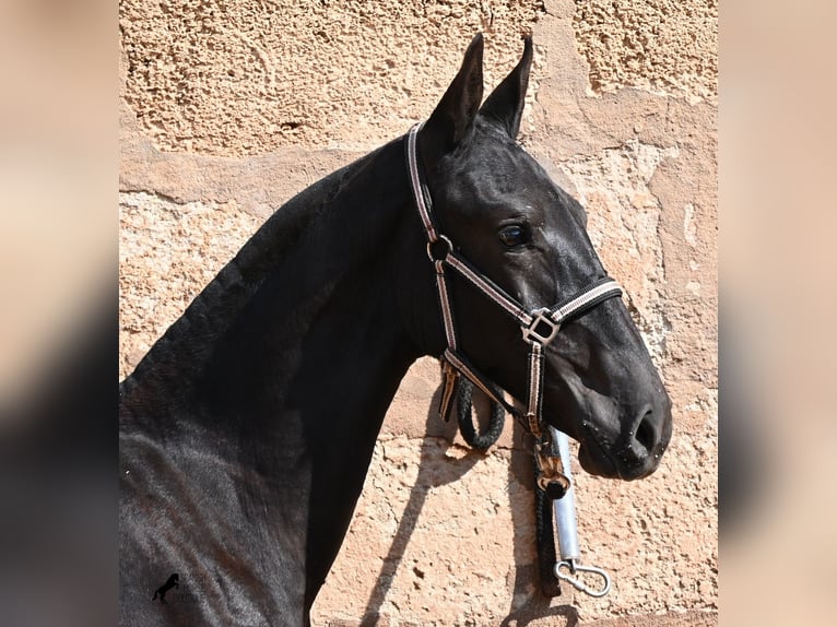 Menorquiner Stute Fohlen (02/2026) 160 cm Rappe in Menorca