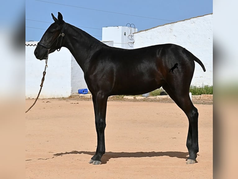 Menorquiner Stute Fohlen (02/2025) 162 cm Rappe in Menorca