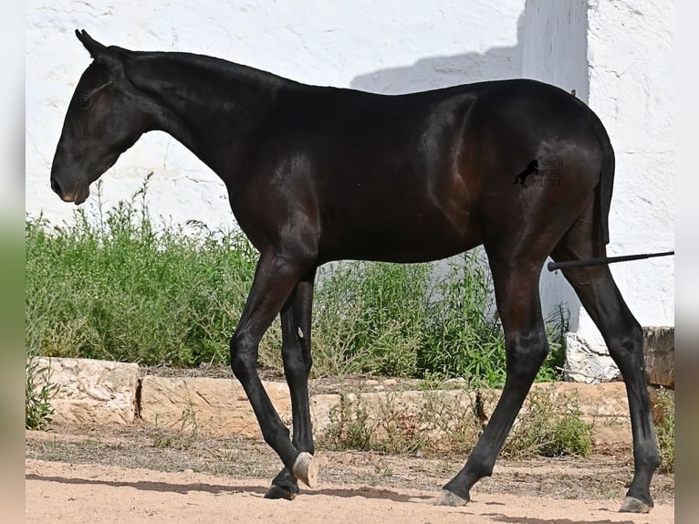 Menorquiner Stute Fohlen (02/2025) 162 cm Rappe in Menorca