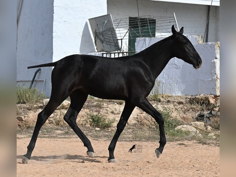 Menorquiner Stute Fohlen (02/2025) 162 cm Rappe in Menorca